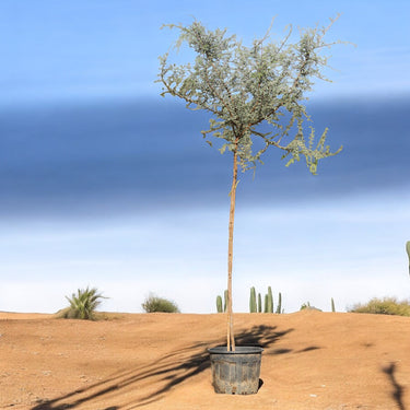 Ghaf Tree - Prosopis Cineraria